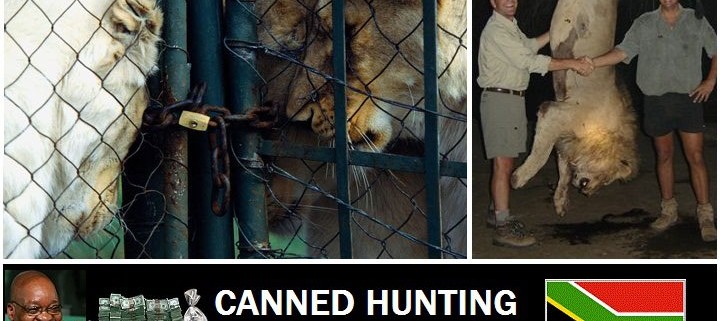 Canned Hunting 